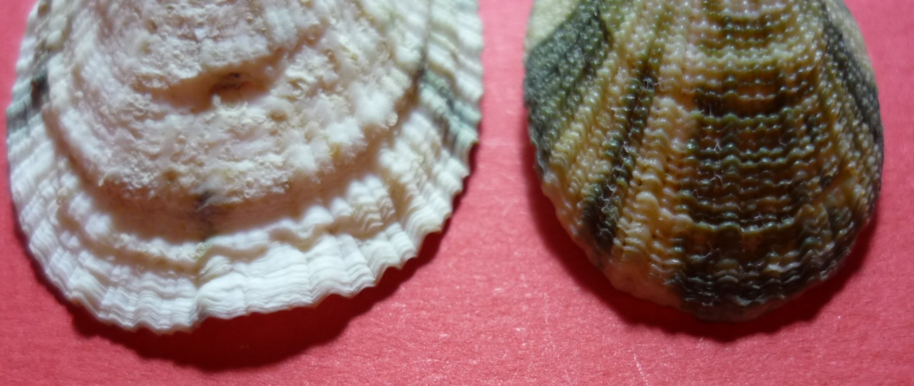 Diodora italica